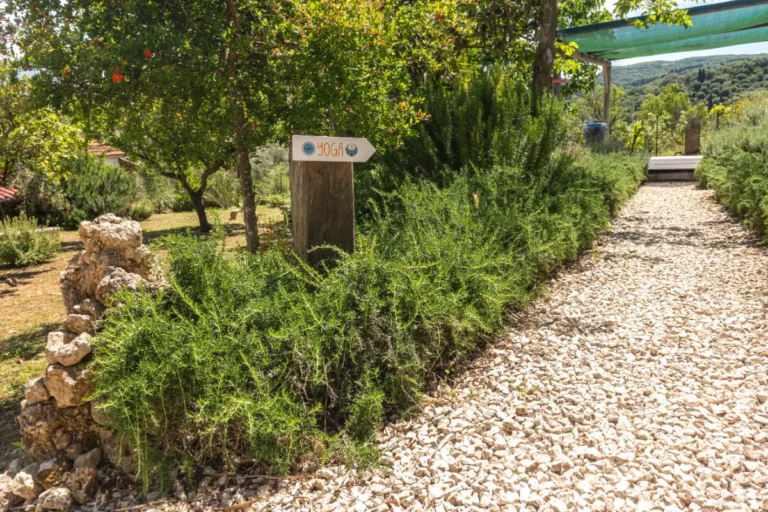 Gravel path to the yoga shala lined with rosemary