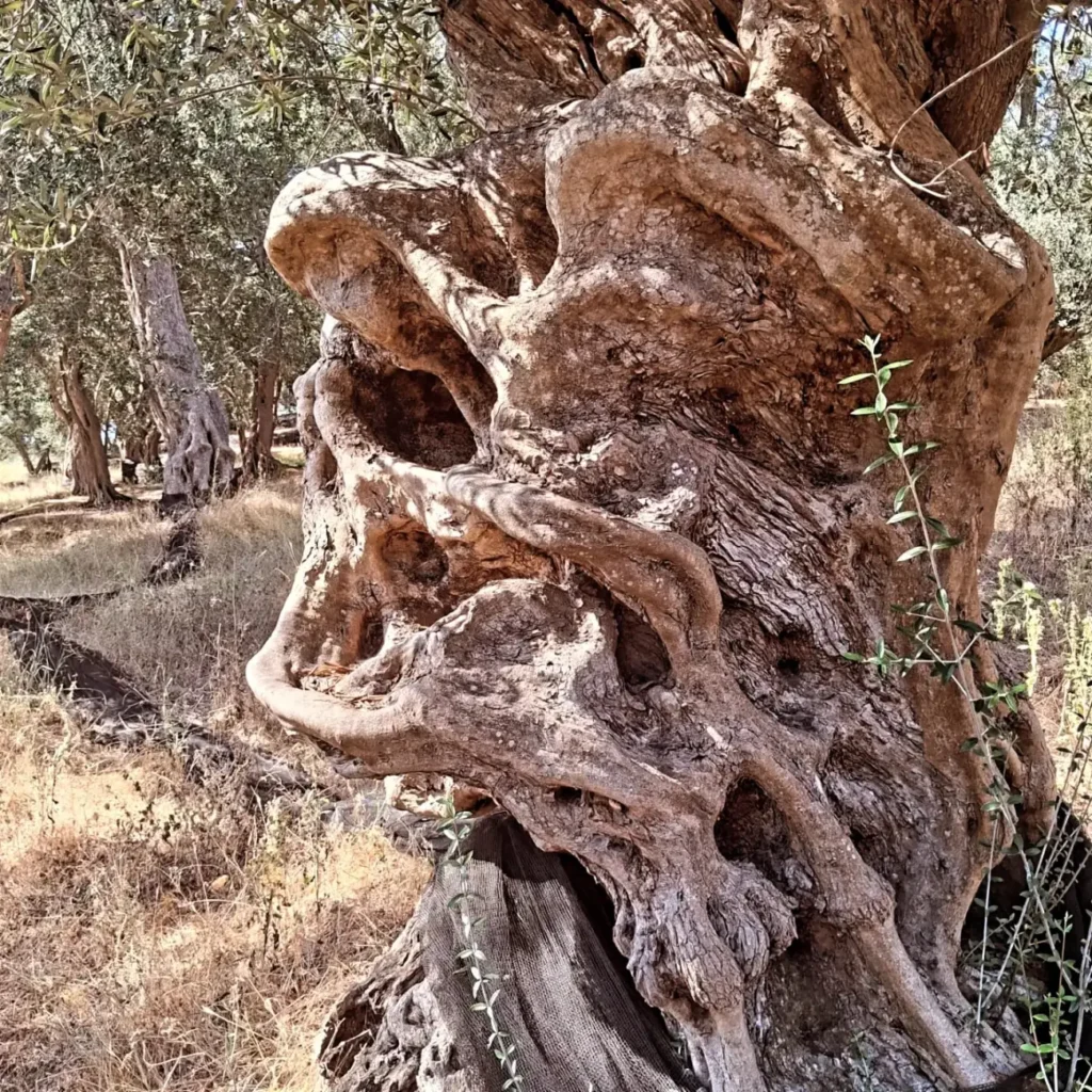 Centuries-old olive tree with a gnarled, hollow trunk in a Corfu olive grove