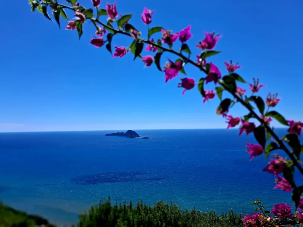 Bougainvillea branch in front of the deep blue Ionian Sea