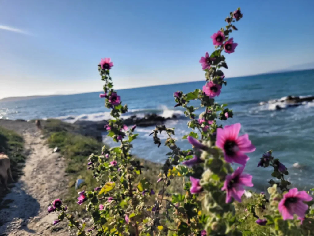 Pink mallow flowers along a coastal path in Corfu with surf in the background