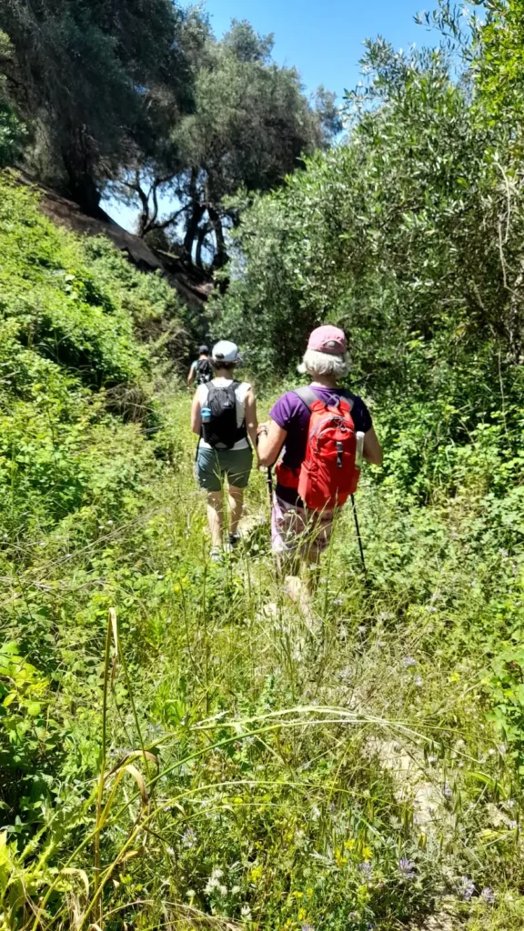 Two hikers on a narrow green path between olive trees in Corfu